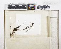 Attēlu rezultāti vaicājumam “Polytrichastrum pallidisetum cells”