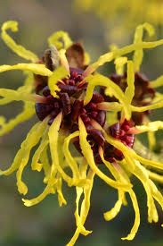 Attēlu rezultāti vaicājumam “Hamamelis”