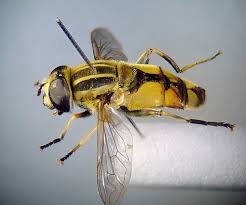 Attēlu rezultāti vaicājumam “Helophilus hybridus male”