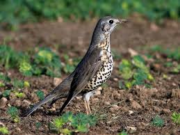 Attēlu rezultāti vaicājumam “Turdus viscivorus juvenile”