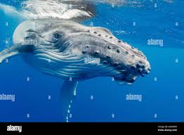 Image result for Megaptera novaeangliae