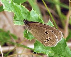 Attēlu rezultāti vaicājumam “Aphantopus hyperantus underside”