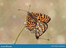 Attēlu rezultāti vaicājumam “Melitaea didyma male”