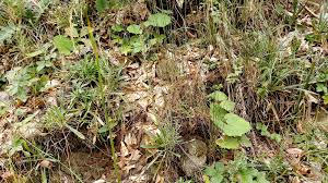 Attēlu rezultāti vaicājumam “Gnaphalium sylvaticum”