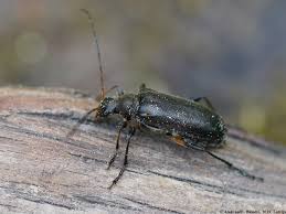 Attēlu rezultāti vaicājumam “Cortodera femorata”