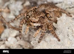 Attēlu rezultāti vaicājumam “Aelurillus v-insignitus”