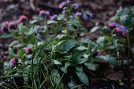 Attēlu rezultāti vaicājumam “Pulmonaria saccharata leaf”