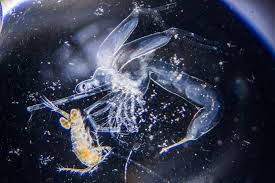 Attēlu rezultāti vaicājumam “Leporida”