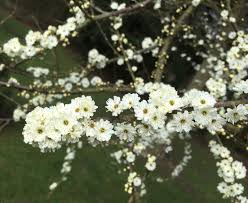 Attēlu rezultāti vaicājumam “Prunus spinosa leaf”