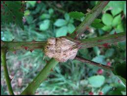 Attēlu rezultāti vaicājumam “Lasioptera rubi”