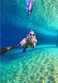 Image result for Crystal Freedivers (London)