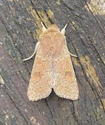 Attēlu rezultāti vaicājumam “Orthosia miniosa imago”