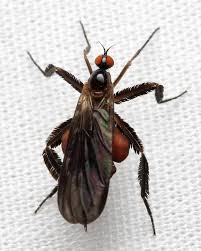 Attēlu rezultāti vaicājumam “Empididae”