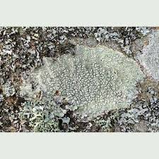 Attēlu rezultāti vaicājumam “Pertusaria pertusa”