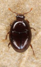 Attēlu rezultāti vaicājumam “Histeridae”