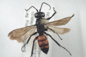 Attēlu rezultāti vaicājumam “Anoplius viaticus”