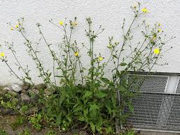 Attēlu rezultāti vaicājumam “Picris hieracioides”