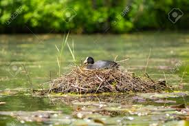 Attēlu rezultāti vaicājumam “Fulica atra eggs”