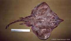 Image result for Rostroraja alba