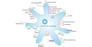 Attēlu rezultāti vaicājumam “Cinclidotus danubicus cells”