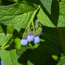 Attēlu rezultāti vaicājumam “Symphytum asperum leaf”