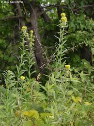Attēlu rezultāti vaicājumam “Erysimum cheiranthoides leaf”