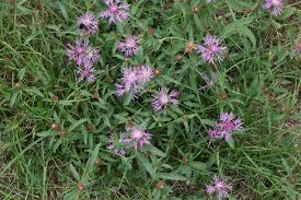 Attēlu rezultāti vaicājumam “Centaurea jacea fruit”