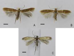 Attēlu rezultāti vaicājumam “Tischeria complanella larva”