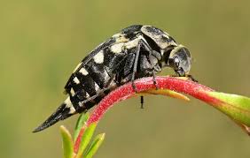 Attēlu rezultāti vaicājumam “Mordellidae”