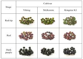 Attēlu rezultāti vaicājumam “Aronia melanocarpa fruit”