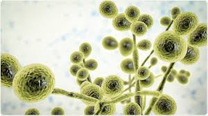 Attēlu rezultāti vaicājumam “fungi”