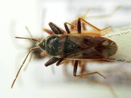 Attēlu rezultāti vaicājumam “Eremocoris plebejus”