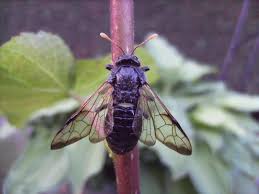 Attēlu rezultāti vaicājumam “Cimbex femoratus imago”