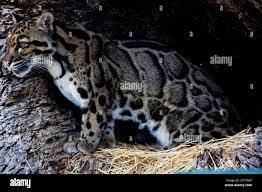 Attēlu rezultāti vaicājumam “Lycogala leopardinum young”
