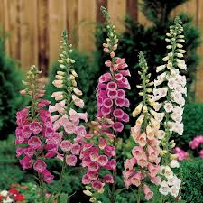 Attēlu rezultāti vaicājumam “Digitalis purpurea flower”