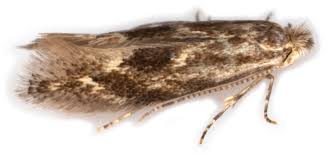 Attēlu rezultāti vaicājumam “Bucculatrix rhamniella”