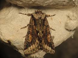 Attēlu rezultāti vaicājumam “Allophyes oxyacanthae”