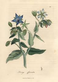 Image result for Borago officinalis