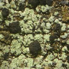 Attēlu rezultāti vaicājumam “Hertelidea botryosa”