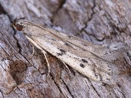 Attēlu rezultāti vaicājumam “Phycitodes binaevella”