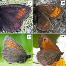 Attēlu rezultāti vaicājumam “Erebia aethiops upperside”