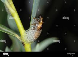 Attēlu rezultāti vaicājumam “Aphrophora salicina”