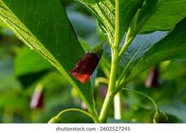 Attēlu rezultāti vaicājumam “Scopolia carniolica leaf”