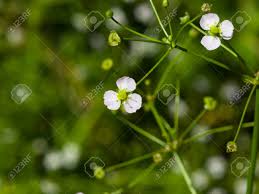 Attēlu rezultāti vaicājumam “Alisma plantago-aquatica flower”