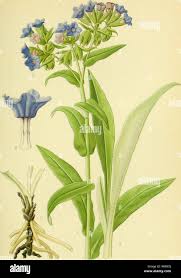 Attēlu rezultāti vaicājumam “Pulmonaria angustifolia fruit”