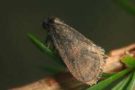 Attēlu rezultāti vaicājumam “Proutia betulina larva”