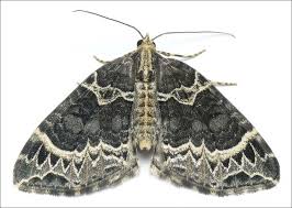 Attēlu rezultāti vaicājumam “Ecliptopera silaceata”