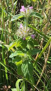 Attēlu rezultāti vaicājumam “Clinopodium vulgare”