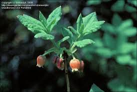 Attēlu rezultāti vaicājumam “Menziesia ferruginea flower”