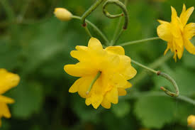 Attēlu rezultāti vaicājumam “Chelidonium majus flower”